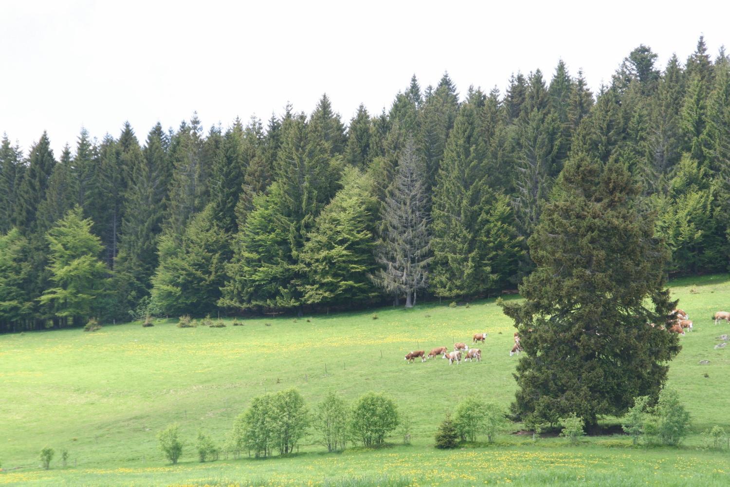 Hotel Gasthaus Hirschen Im Hochschwarzwald Todtnau Nahe Feldberg Екстериор снимка